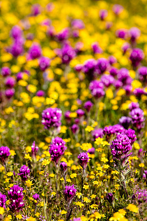 Goldfields and Owl's Clover, Antelope Valley