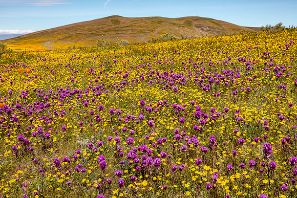 A Few Poppies, Antelope Valley