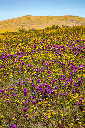 Behind the Reserve, Antelope Valley