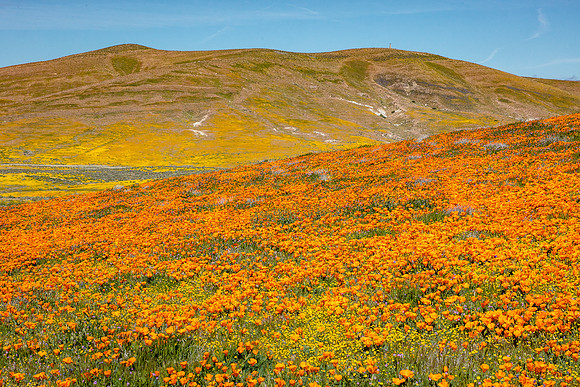 Poppies and Goldfields, Antelope Valley