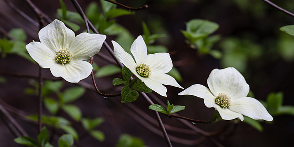 Dogwood Trio