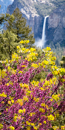 Redbuds and Waterfall