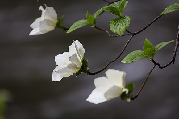 Dogwood Branch