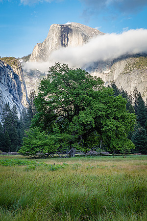 Cook's Meadow Elm