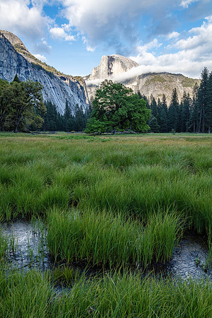 Cook's Meadow in Spring