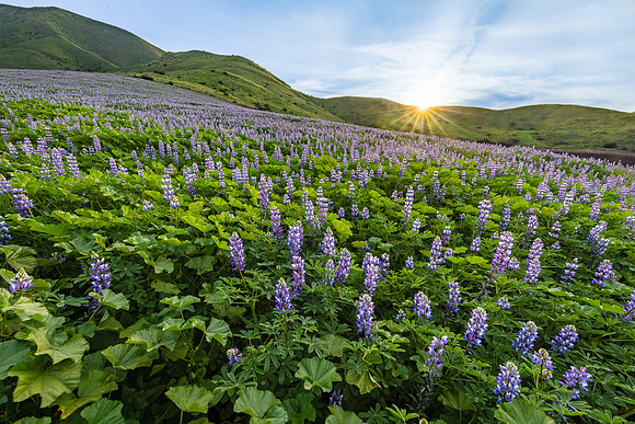 Lupine Sunset