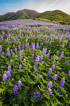 Marine Layer Encroching on Lupine Patch