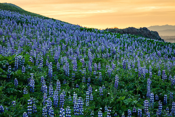 Lupine Twilight