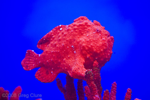 Scorpion Fish, Maui Aquarium