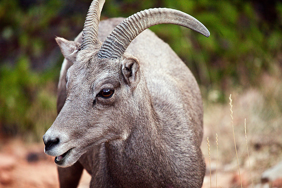 Ewe Close-up, Zion NP