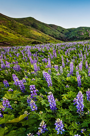 Lupine Patch - 1st Panel