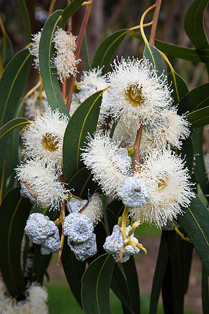 Eucalyptus Blooms, Scorpion Canyon