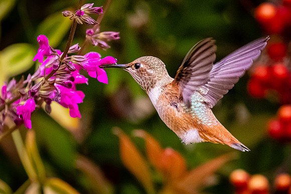 Female Allen's Hummingbird Nectoring
