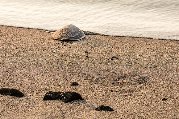 Turtle Tracks, Hawaii