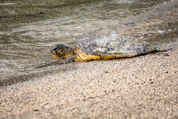 Honu at Keone'ele Cove, Hawaii