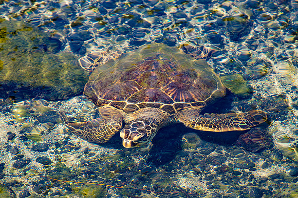 Honu in Kiholo Fish Pond, Hawaii