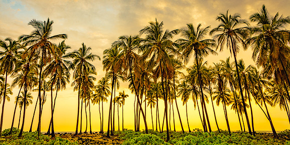 Coconut Palm Sunset, Hawaii
