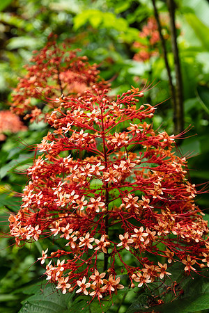 Pagoda Plant, Hawaii