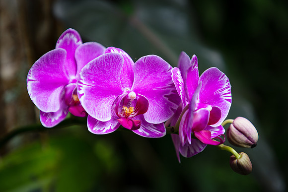 Wild Orchid, Hawaii