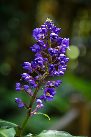Blue Ginger, Hawaii