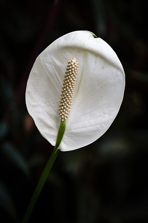 Peace Lily, Hawaii