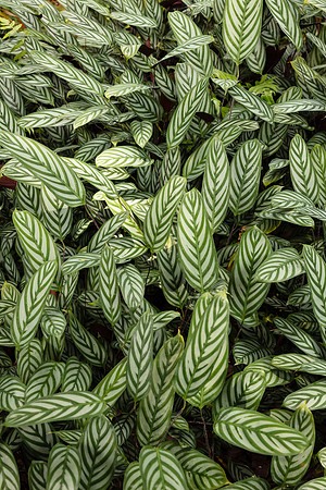 Prayer Plants, Hawaii