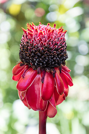Torch Ginger, Hawaii