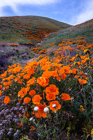 Poppy Patches, Munz Ranch Road