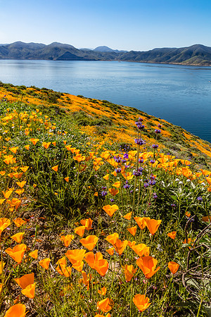 Chia and Poppies, Diamond Valley Lake