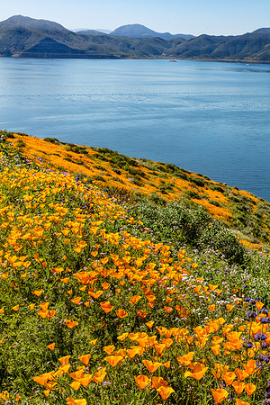 Wildflower Banks, Diamond Valley Lake