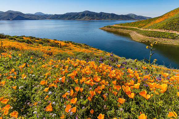 Wildflower Cove, Diamond Valley Lake