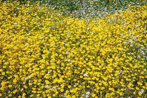 Goldfields znd Forget-me-nots, Diamond Valley Lake