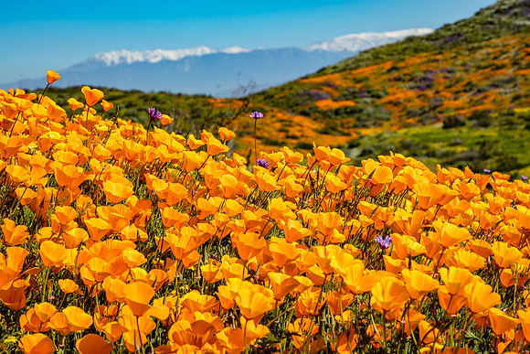 Poppy Hill, Diamond Valley Lake