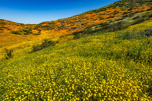California Goldfields, Diamond Valley Lake