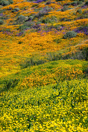 Color Pallet, Diamond Valley Lake