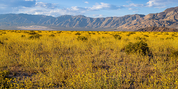 Desert Sunflower Pano