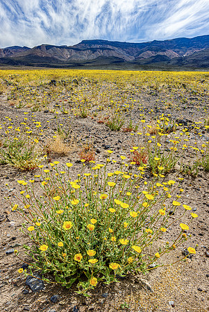Desert Sunflower Plant