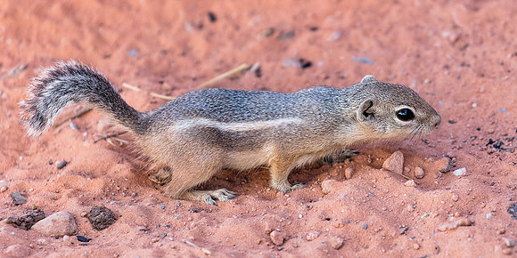 Chipmunk, Valley of Fire