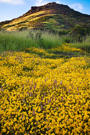 Goldfields & Grasses