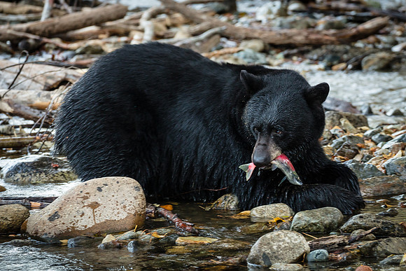 Catch of the Day, Taylor Creek, South Lake Tahoe