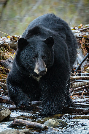 Black Bear Fishing, Taylor Creek, South Lake Tahoe