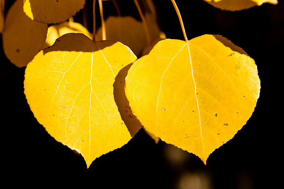Golden Hour Leaves, South Lake Tahoe