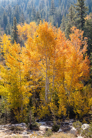Backlight Aspens, Sonora Pass, Eastern Sierras