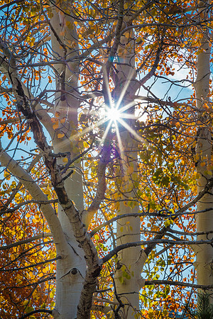 Aspen Star, Sonora Pass, Eastern Sierras