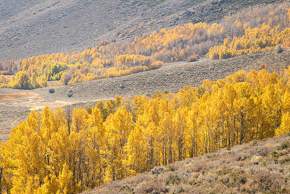 Conway Summit Color, Eastern Sierras
