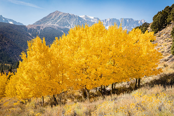 Aspens along Tioga Pass, Eastern Sierras