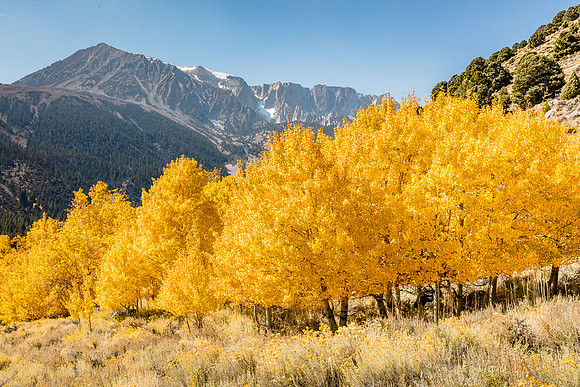 Tioga Pass Aspen Grove, Eastern Sierras