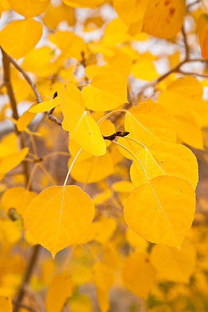 Aspen Yellow