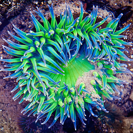 Neon Anemone