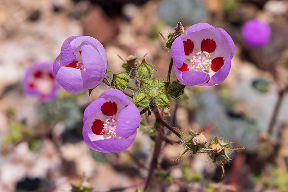 Desert Fivespot